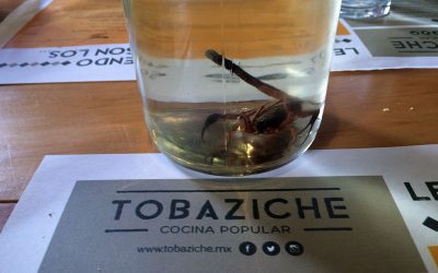 Restaurant Review:  Tobaziche