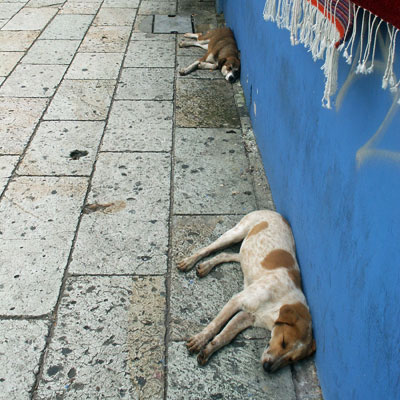 Sleeping dogs near Santo Domingo Church