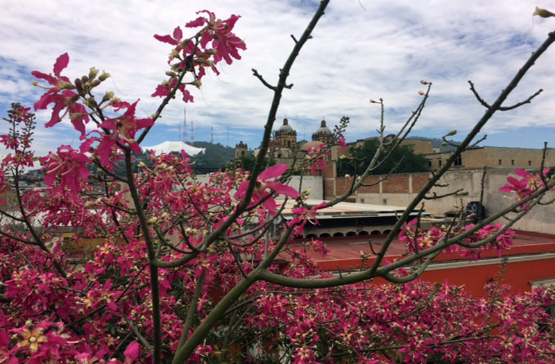 Short Fiction – Travelling to Oaxaca Part II
