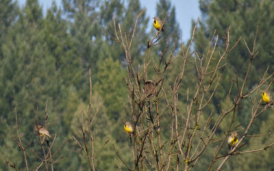 One Mendocino Morning