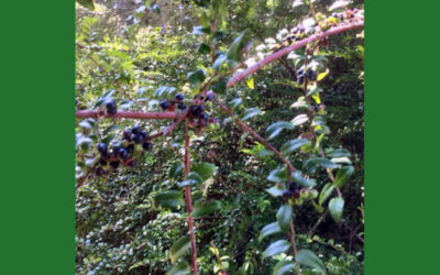 Poem by Think in the Morning: Where The Blood Red Huckleberry Grows