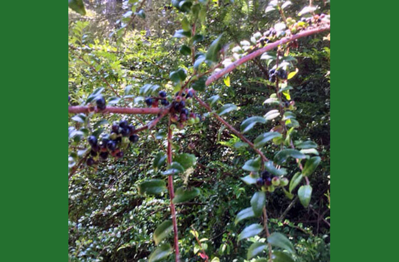 Poem by Think in the Morning: Where The Blood Red Huckleberry Grows