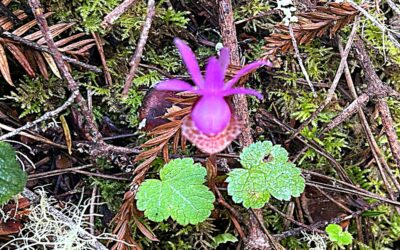 The Force That Through The Green Fuse Drives The Flower