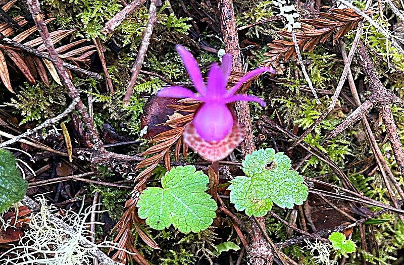 The Force That Through The Green Fuse Drives The Flower