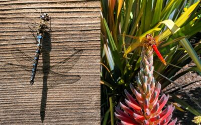 Dragonflies