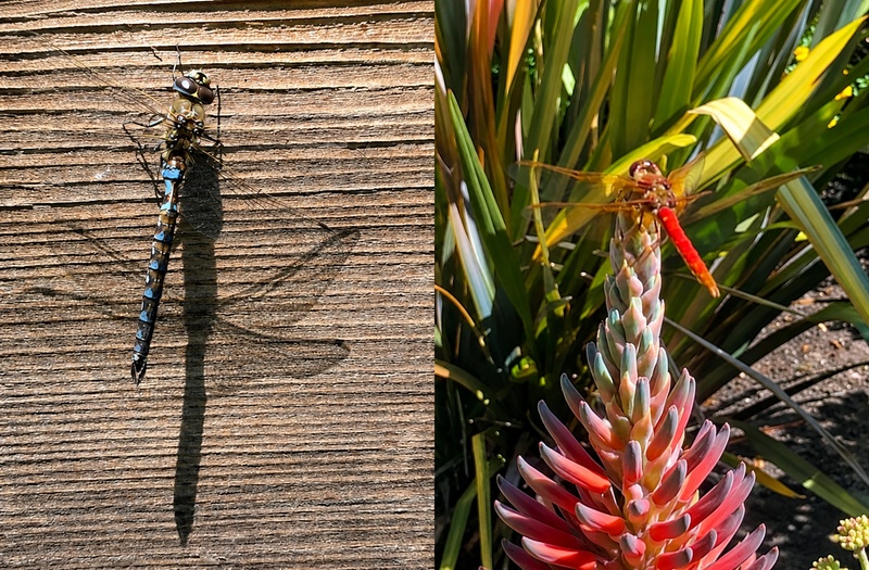 Dragonflies